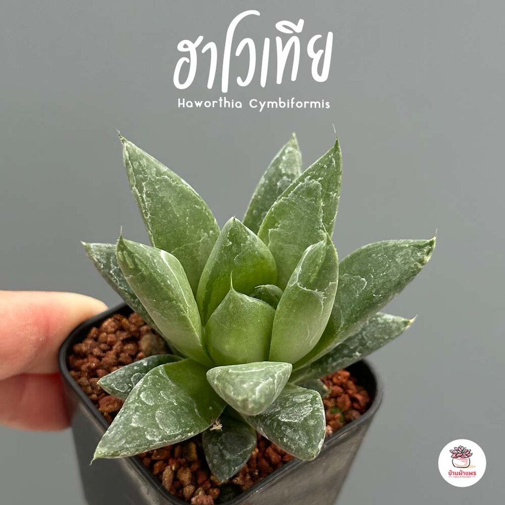 Haworthia Cymbiformis ฮาโวเทีย ไม้อวบน้ำ กุหลาบหิน cactus&succulentหลากหลายสายพันธุ์