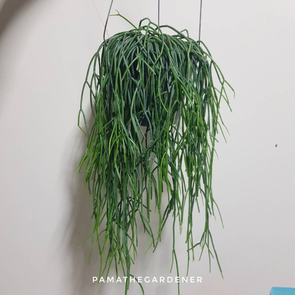 ริพซาลิส สายฝน ในกระถาง 4 นิ้ว Rhipsalis Burchellii