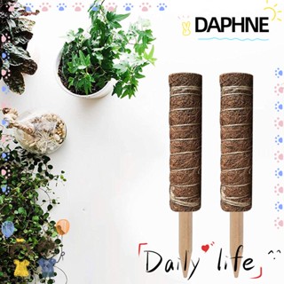 DAPHNE เสามอส ต้นฟิโลเดนดรอน สําหรับปลูกต้นไม้ในร่ม