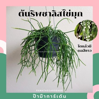 ริพซาลิสไข่มุก กระถาง 4 นิ้ว Mistletoe Cactus