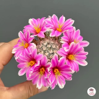 Mammillaria Insularis แคคตัส กระบองเพชร cactus&succulent