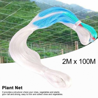 Support Net Cucumber Garden Netting Support For Pea 2MX100M High Quality