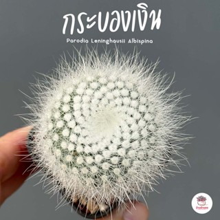 กระบองเงิน Parodia Leninghausii Albispina แคคตัส กระบองเพชร cactus&amp;succulent