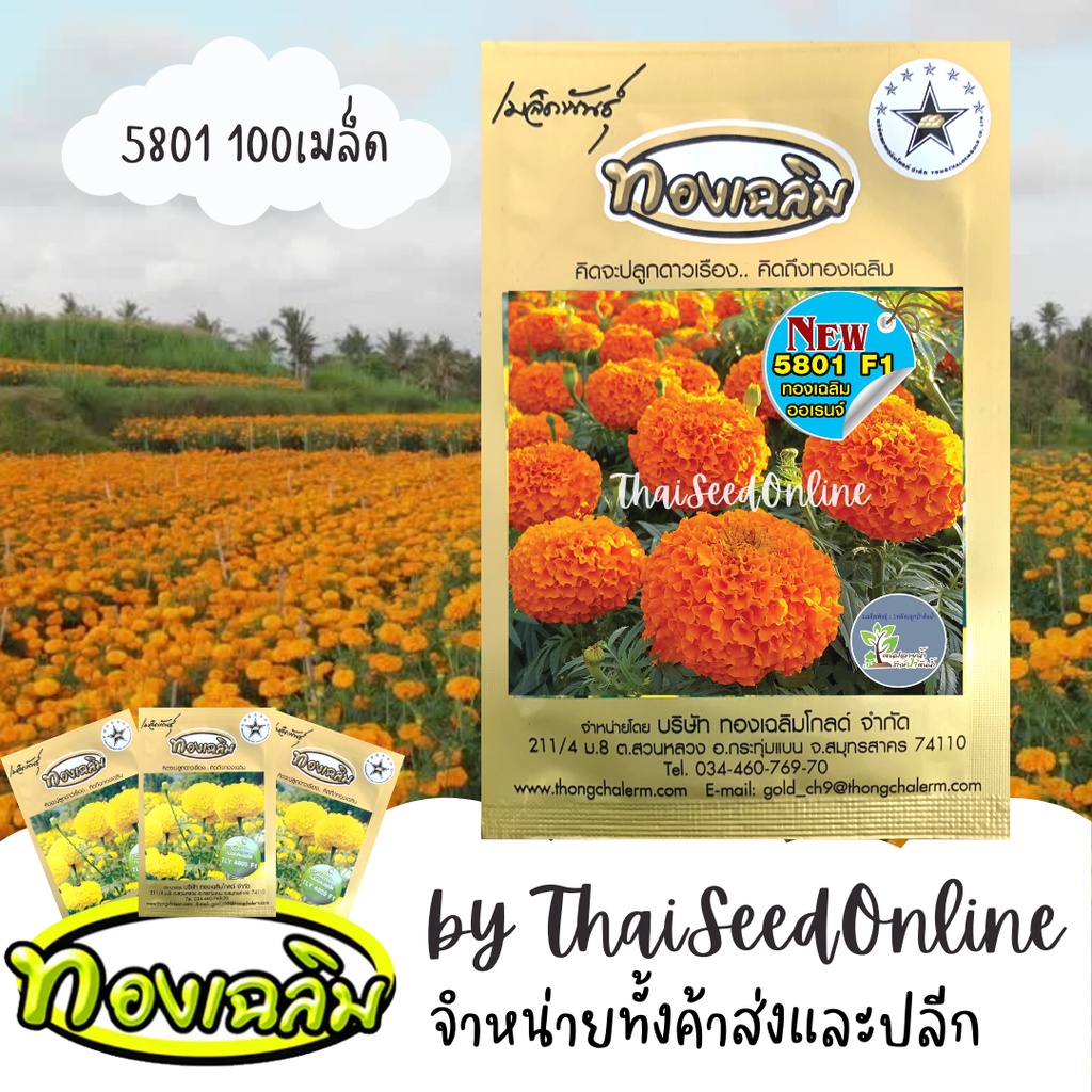 TC100S ใหม่ล่าสุด เมล็ดพันธุ์ ดาวเรืองทองเฉลิม 5801 สีส้มจัด 100 เมล็ด