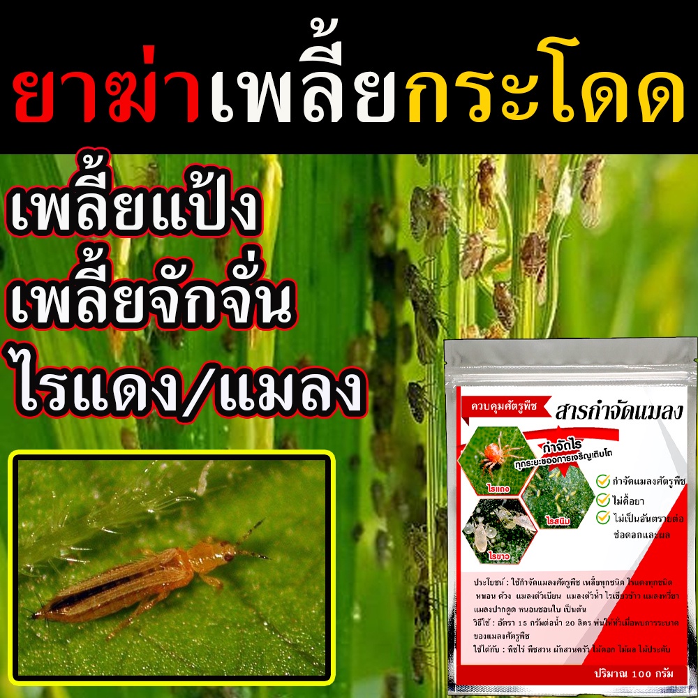 (ไรซากิ) ยาเพลี้ยกระโดด ยากำจัดไรแดง ยาเพลี้ยไฟ ยาฆ่าเพลี้ยขาว ยากำจัดเพลี้ย ยาฆ่าเพลี้ย ยาเพลี้ย ขนาด 100 กรัม ราคา ถูกที่สุด ดีลบีเคเค