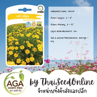 AGAPREMIUM เดซี่เหลือง 30เมล็ด ตราเอกะอะโกร Daisy Thymophyllia