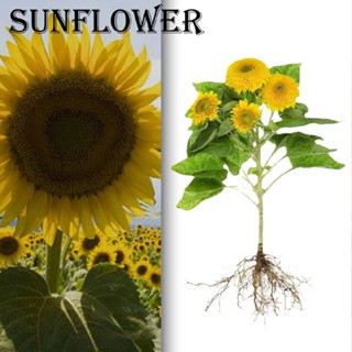 Sunflower Seeds for Planting Home Garden Non GMO Heirloom Seeds High Yield Seeds