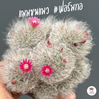 แมมขนแมว #ดอกชมพู #ดอกลายขีด Mammillaria Bocasana แคคตัส กระบองเพชร cactus&amp;succulent