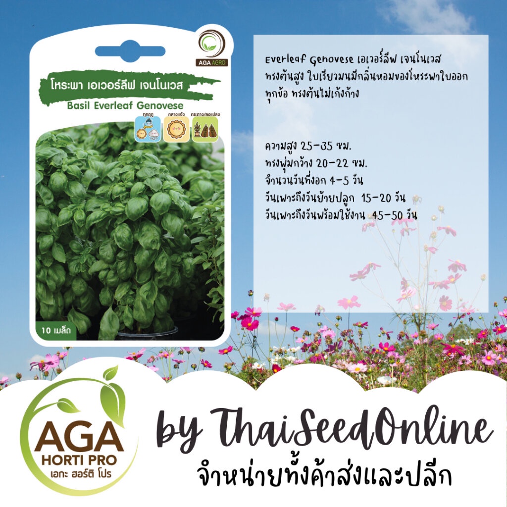AGA Agro(เอกะ อะโกร) AGAPREMIUM โหระพา เบซิล เอเวอร์ลีฟ เจนโนเวส 10เมล็ด ตราเอกะอะโกร Basil