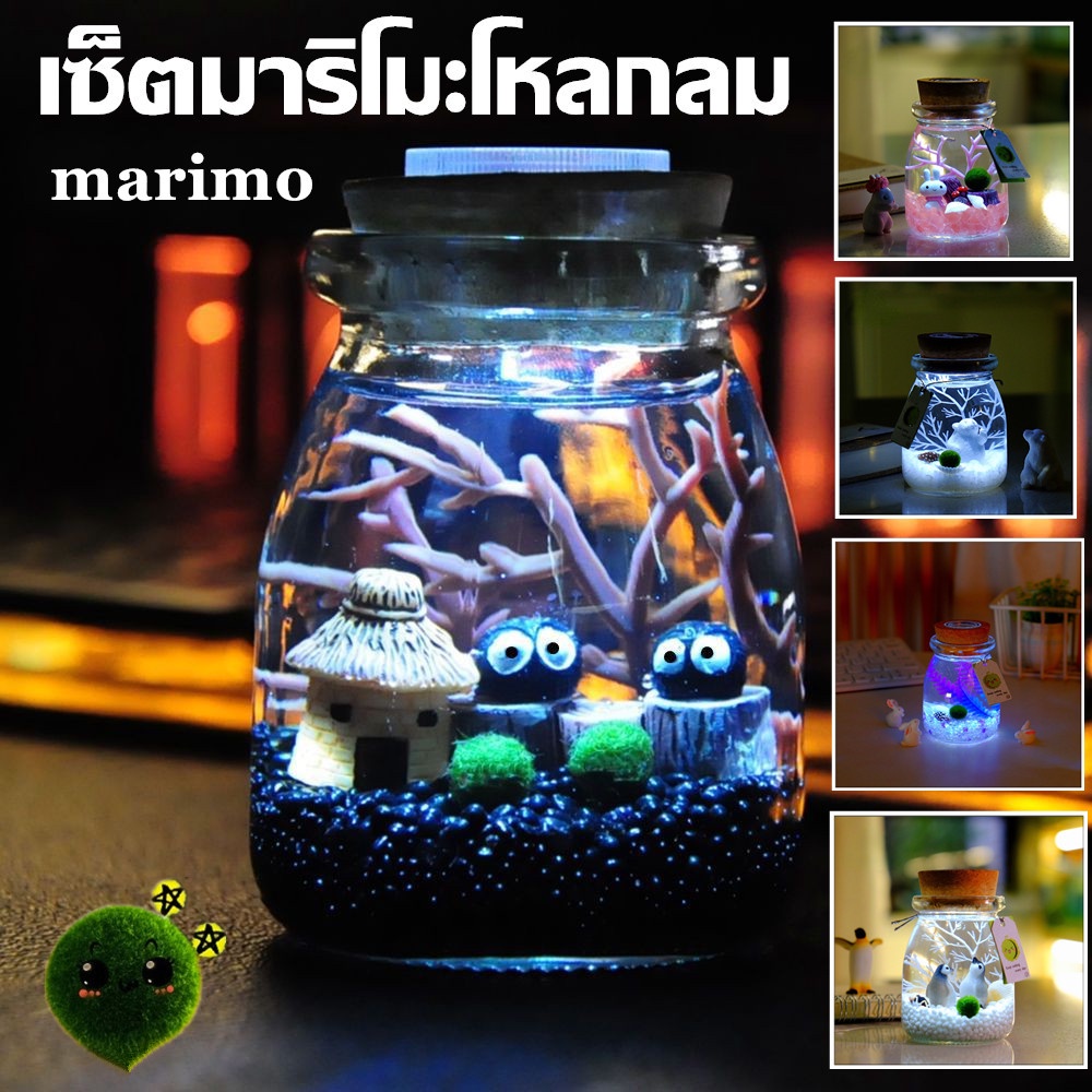✅พร้อมส่ง✅ เซ็ตมาริโมะโหลกลม แถมอุปกรณ์ครบชุดพร้อมเลี้ยง  เหมาะสำหรับให้เป็นของขวัญสำหรับคนที่รัก Marimo ของขวัญ  มอสบอล