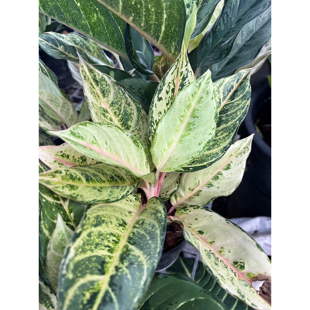 มุมมอง 5