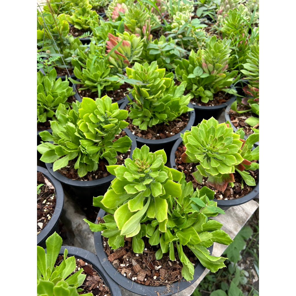 มุมมอง 6