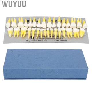 Wuyuu Permanent  Teaching Model  1:1 Scale Permanent Tooth Model  for Hospital for Dentists