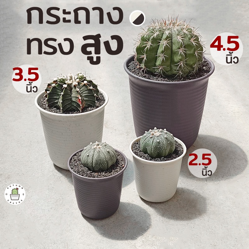 🤍 🤎 กระถาง พลาสติก ทรงสูงก้นมน รุ่นหนา สีขาวนวล และ สีน้ำตาล กระถางกลมทรงสูง 2.5 - 3.5 - 4.5 นิ้ว  🤎🤍