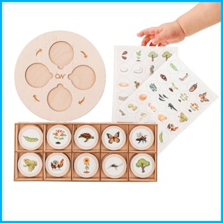 ถาดวงจรชีวิต Montessori Life Cycle Tray ของเล่นเสริมพัฒนาการ สําหรับเด็กวัยหัดเดิน 26 ชั่วโมง