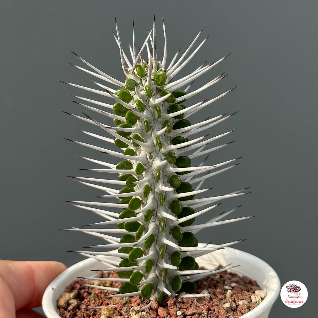 Alluaudia procera แคคตัส กระบองเพชร cactus&succulent