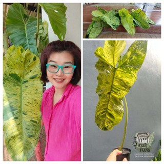 (วางข้อ 1 ต้น) Philodendron Paraiso Verde ฟิโลเดนดรอน พาไรโซ่ เวอเด้ ฟิโลด่าง ฟิโลเดนดรอนพาไรโซ่ ไม้ด่าง ไม้สะสม m24