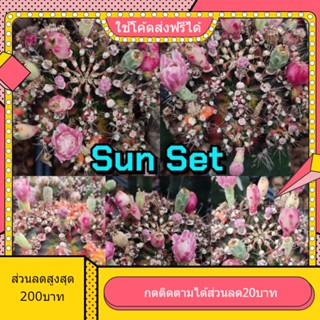 เมล็ด Sun Set ซันเซต 1หลอด ได้150เมล็ด+++