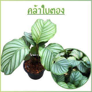 คล้าใบตอง (Calathea orbifolia) ส่งพร้อมกระถางกระถาง 4-5 นิ้วไม้มงคลนาม เลี้ยงรำไร