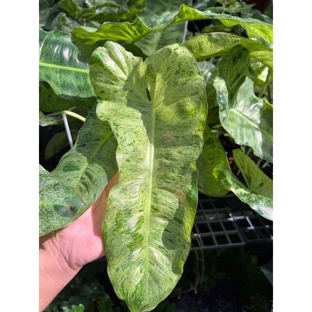 มุมมอง 4