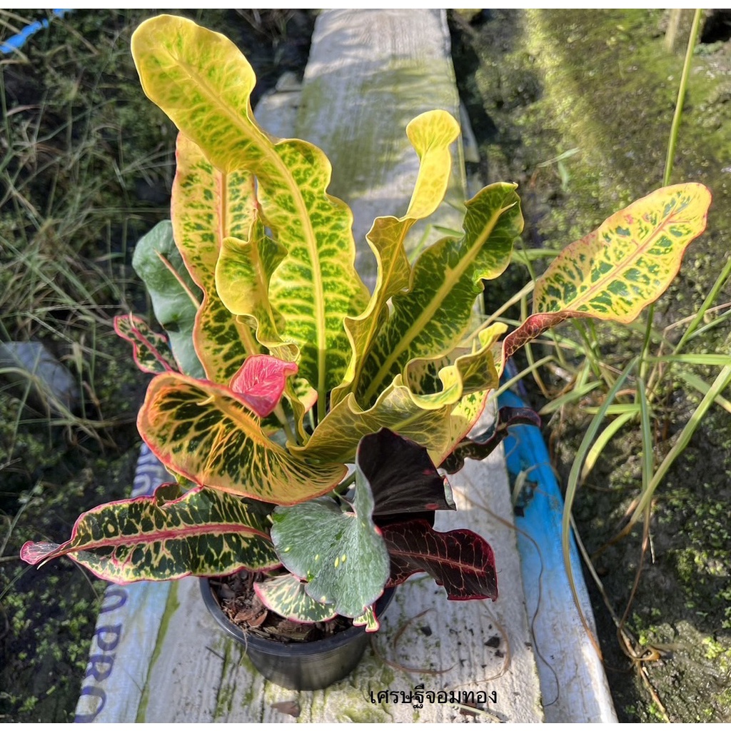 มุมมอง 2