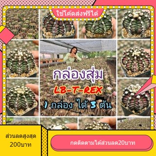 SET LB-T-REX ไม้เมล็ด ได้3ต้น คัดหน้าสวยๆ สุดคุ้ม