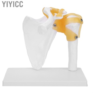 Yiyicc 1:1 Life-Size Human Shoulder Joint Model  With Liga.