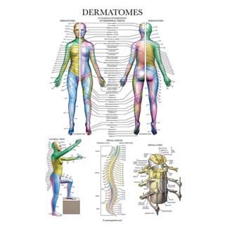 โปสเตอร์ระบบกายวิภาคศาสตร์ Dermatomes &amp; Nervous System Anatomy 0627