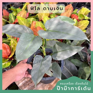 ฟิโล ดาบเงิน philidendron silver sword กระถาง 8 นิ้ว