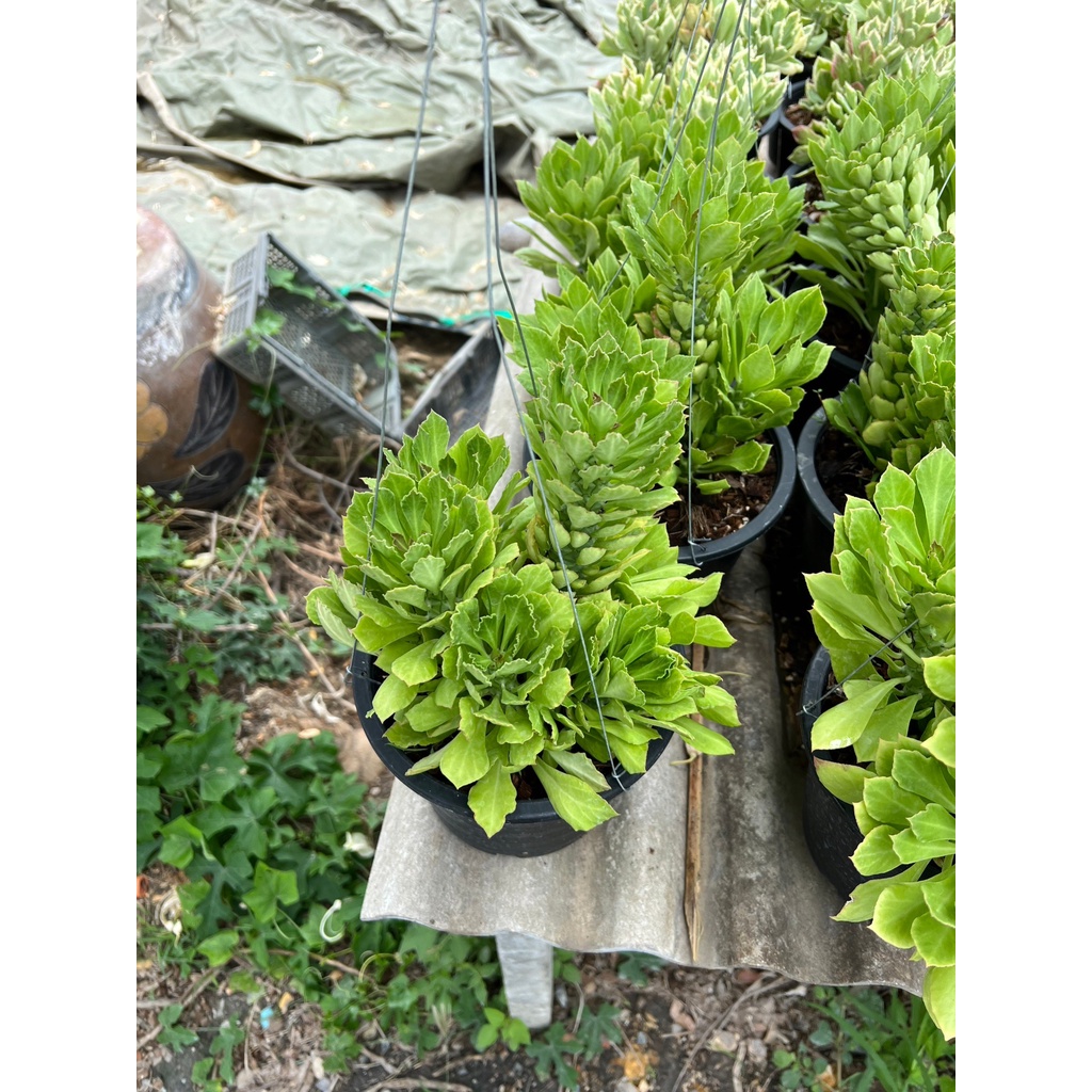 มุมมอง 2