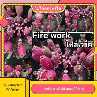 เมล็ด Firework ไฟล์เวิร์ค 1หลอด ได้150เมล็ด+++