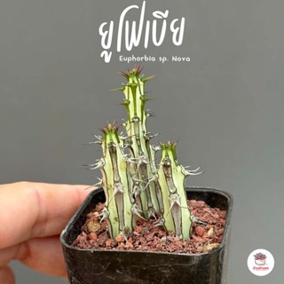 ยูโฟเบีย Euphorbia sp. Nova แคคตัส กระบองเพชร cactus&amp;succulent