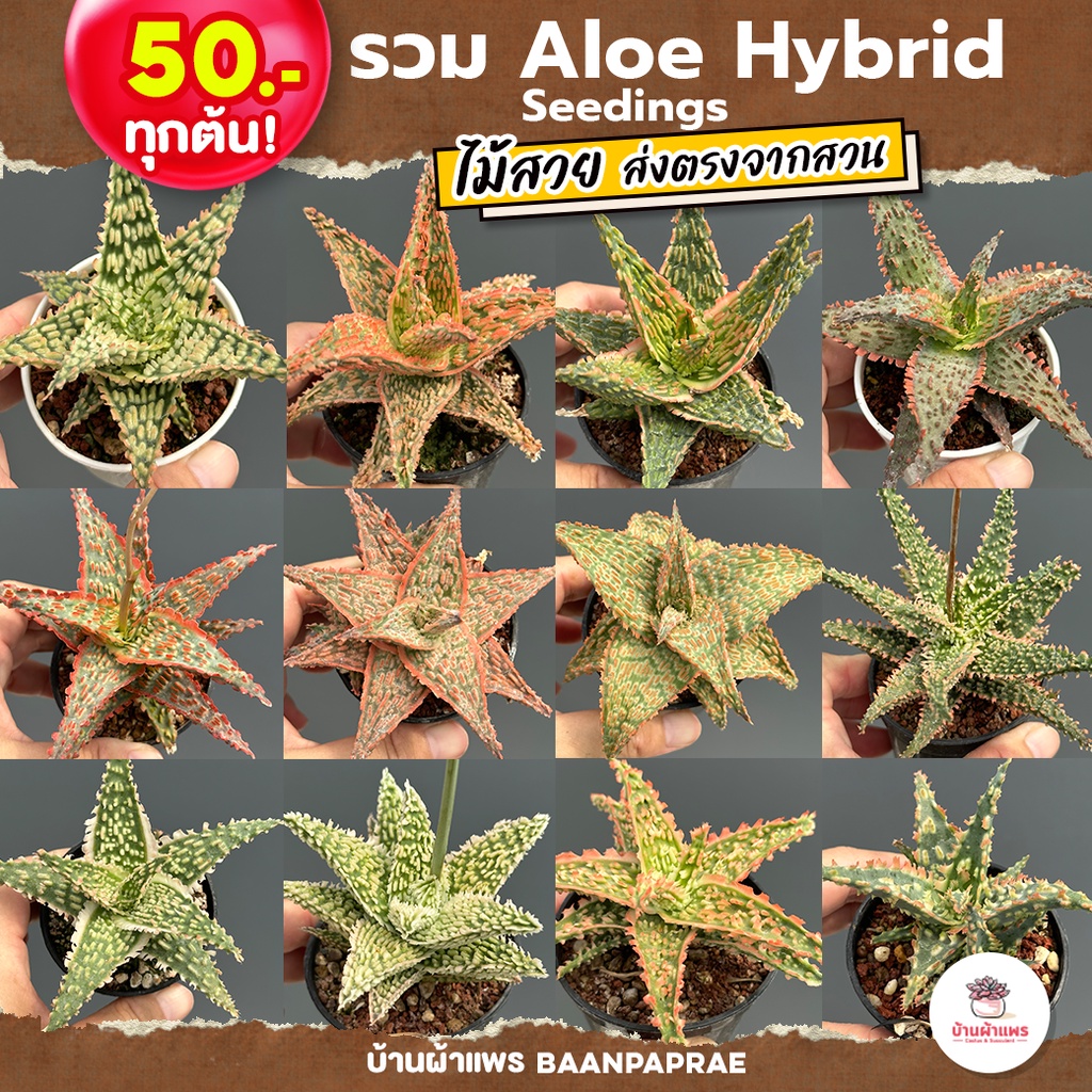 Aloe Hybrid seedings อโลไฮบริด ไม้เมล็ด #50บาท ทุกต้น ไม้อวบน้ำ กุหลาบหิน cactus&amp;succulentหลากหลายสายพันธุ์