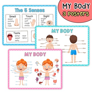  โปสเตอร์ My Body เพื่อการเรียนรู้ภาษาอังกฤษ 3 ชิ้น สําหรับตกแต่งห้องเรียน อนุบาล