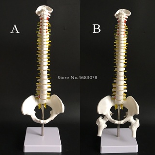 กระดูกสันหลังมนุษย์ 45 ซม. พร้อมโมเดลกระดูกเชิงกราน กายวิภาคมนุษย์ โมเดลกระดูกสันหลัง กระดูกสันหลังทางการแพทย์ สไตล์ AB อุปกรณ์การสอนทางการแพทย์ ในโรงเรียน