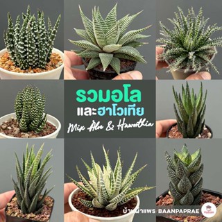 รวมอโลและฮาโวเทีย Mix Aloe &amp; Haworthia หลายสายพันธุ์ ส่งทั้งกระถาง cactus&amp;succulent