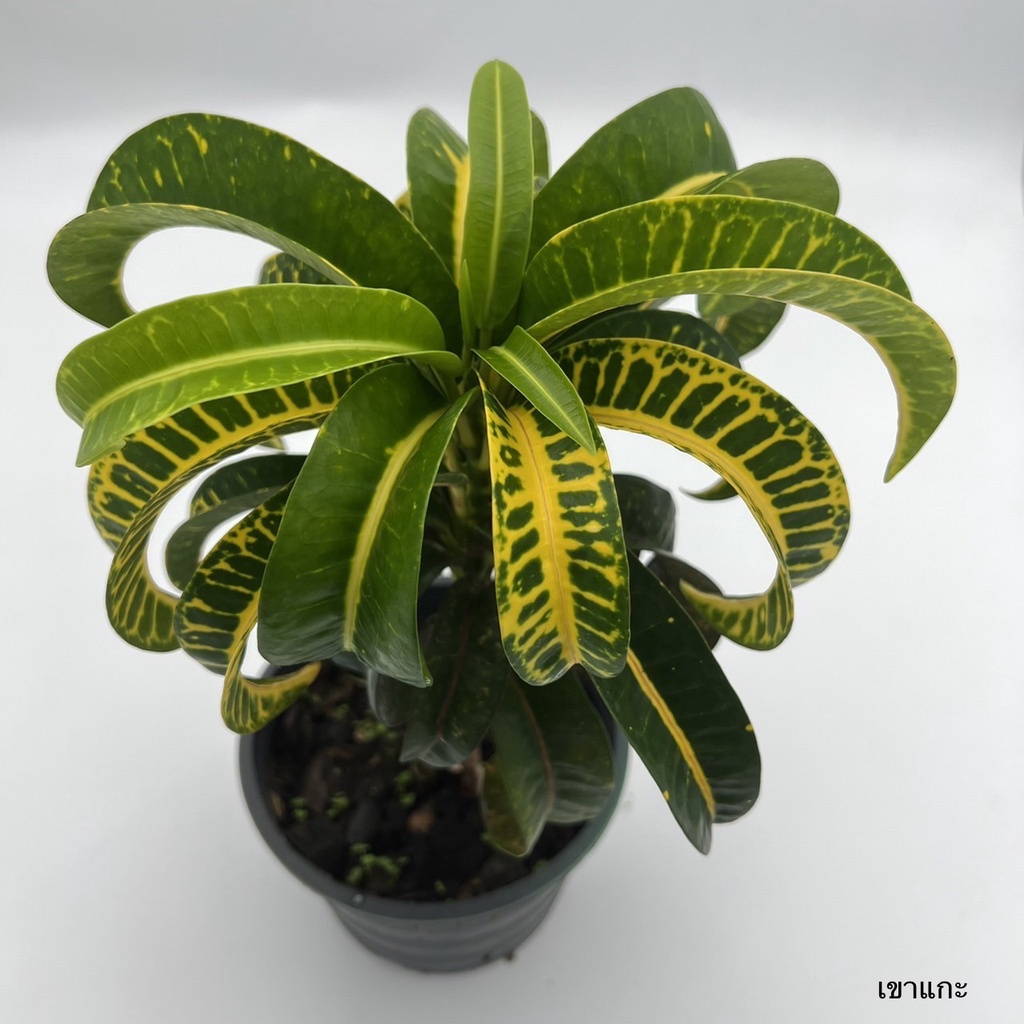 มุมมอง 2