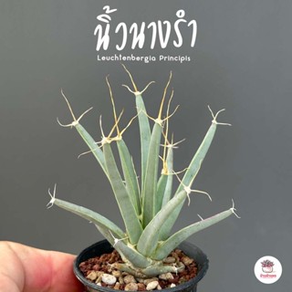 นิ้วนางรำ #กระถาง2นิ้ว Leuchtenbergia Principis แคคตัส กระบองเพชร cactus&amp;succulent