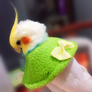 [Fluffy Pet] พร้อมส่ง ปลอกคอนกแก้ว ฟีนิกซ์ กันกัด กันการสั่น