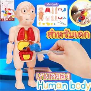 💟ผลิตภัณฑ์ใหม่‍COD‍Human Body Model ของเล่นจำลองร่างกายมนุษย์ ของเล่นstem ของเล่นเพื่อการศึกษา ของเล่นวิทยาศาสตร์