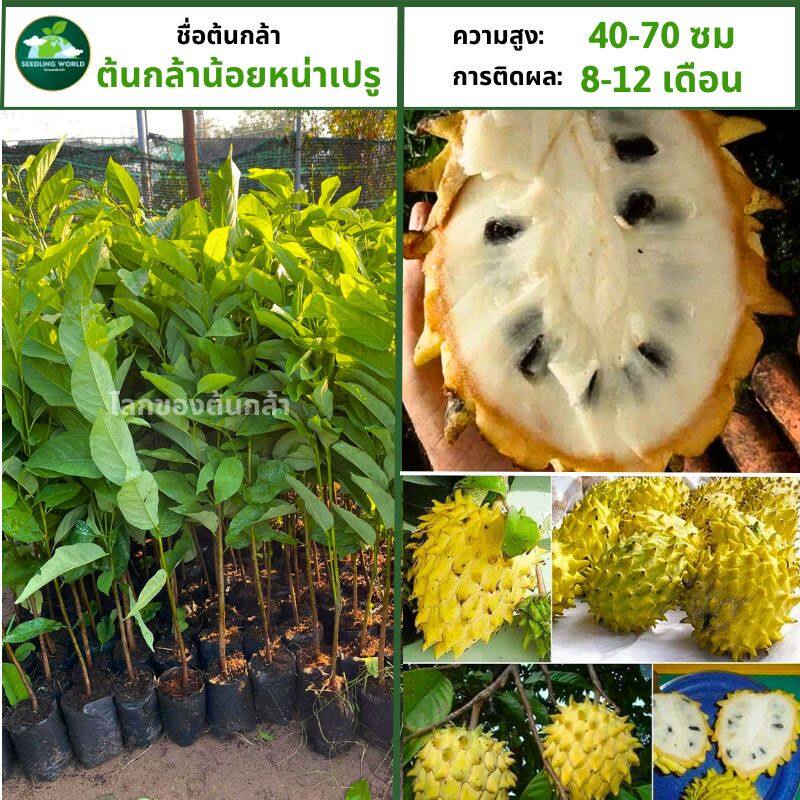 [ต้นไม้ที่ออกผลเยอะ] ต้นกล้าน้อยหน่าเปรู ไม้ผลนำเข้า ต้นอ่อนสูง 60-80 ซม. เป็นพันธุ์แท้และปลูกง่าย
