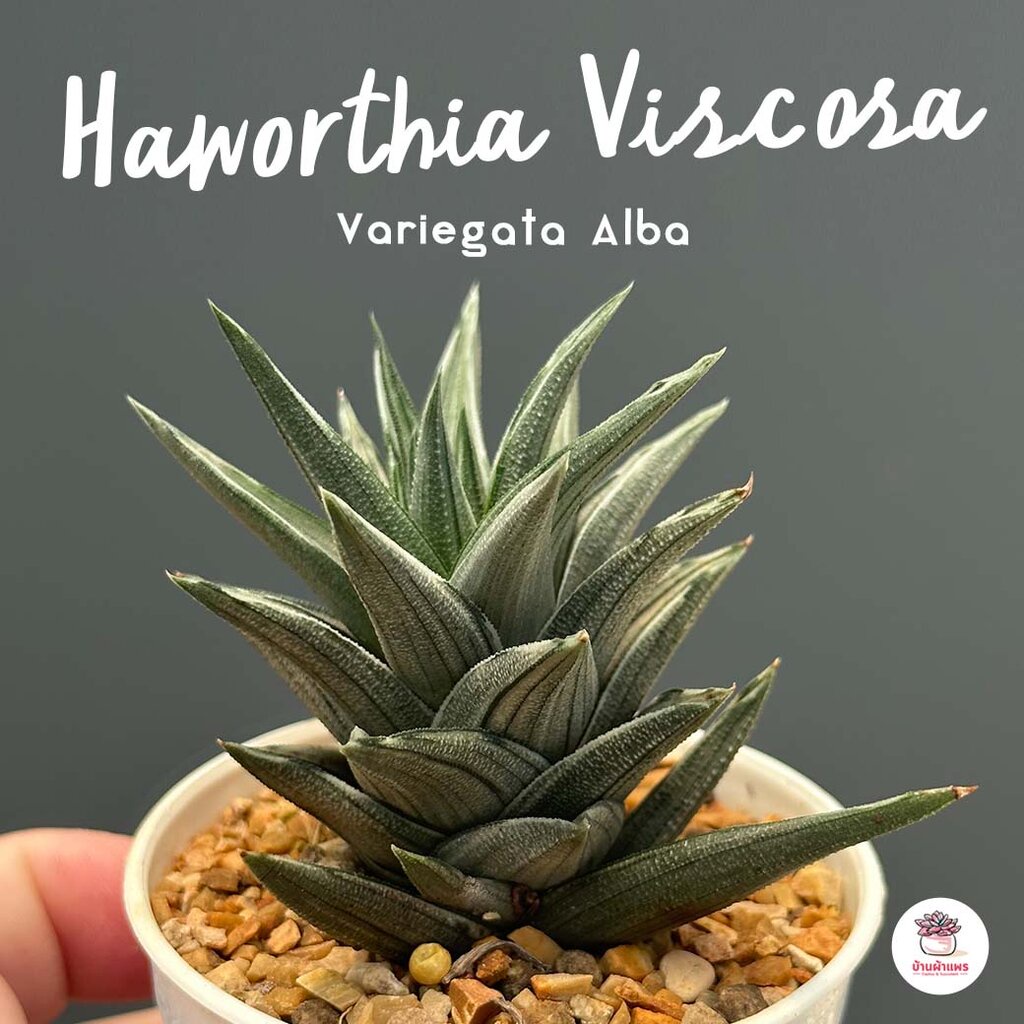 Haworthia Viscosa Variegata Alba ไม้อวบน้ำ กุหลาบหิน cactus&amp;succulentหลากหลายสายพันธุ์