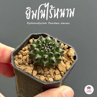 ยิมโนไร้หนาม Gymnocalycium Thornless inermis แคคตัส กระบองเพชร cactus&amp;succulent