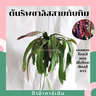 ริพซาลิสสายทับทิม The Red Rhipsalis กระถาง 4 นิ้ว