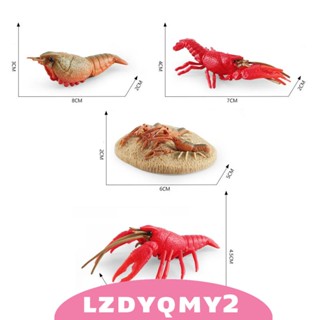 [Lzdyqmy2] โมเดลวงจรชีวิตสัตว์ ชีววิทยา เหมือนจริง