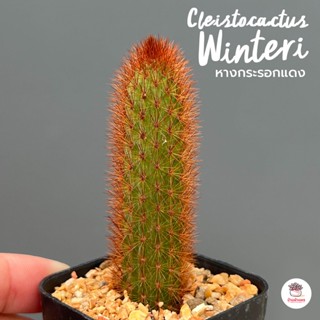 หางกระรอกแดง Cleistocactus Winteri ( red variant ) กระบองเพชร ไม้อวบน้ำ Cactus&amp;Succulent