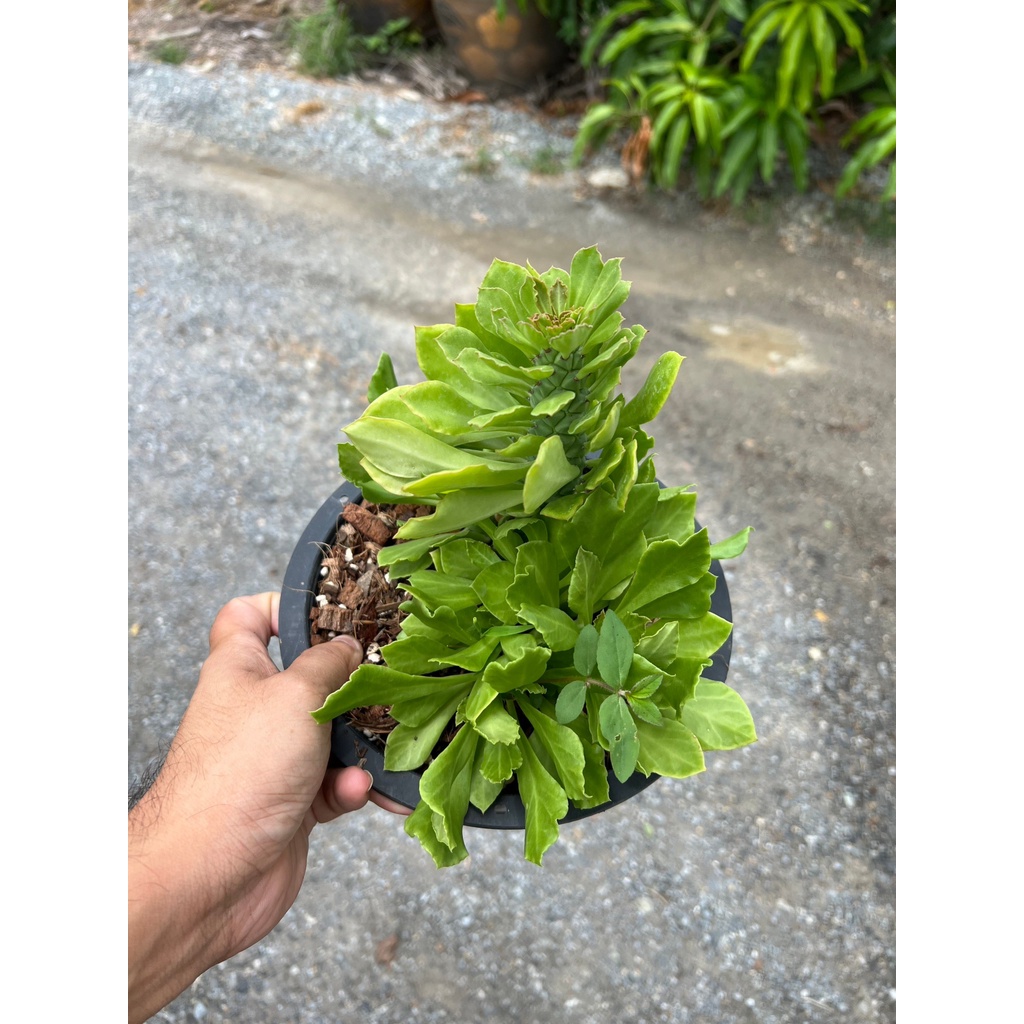 มุมมอง 5