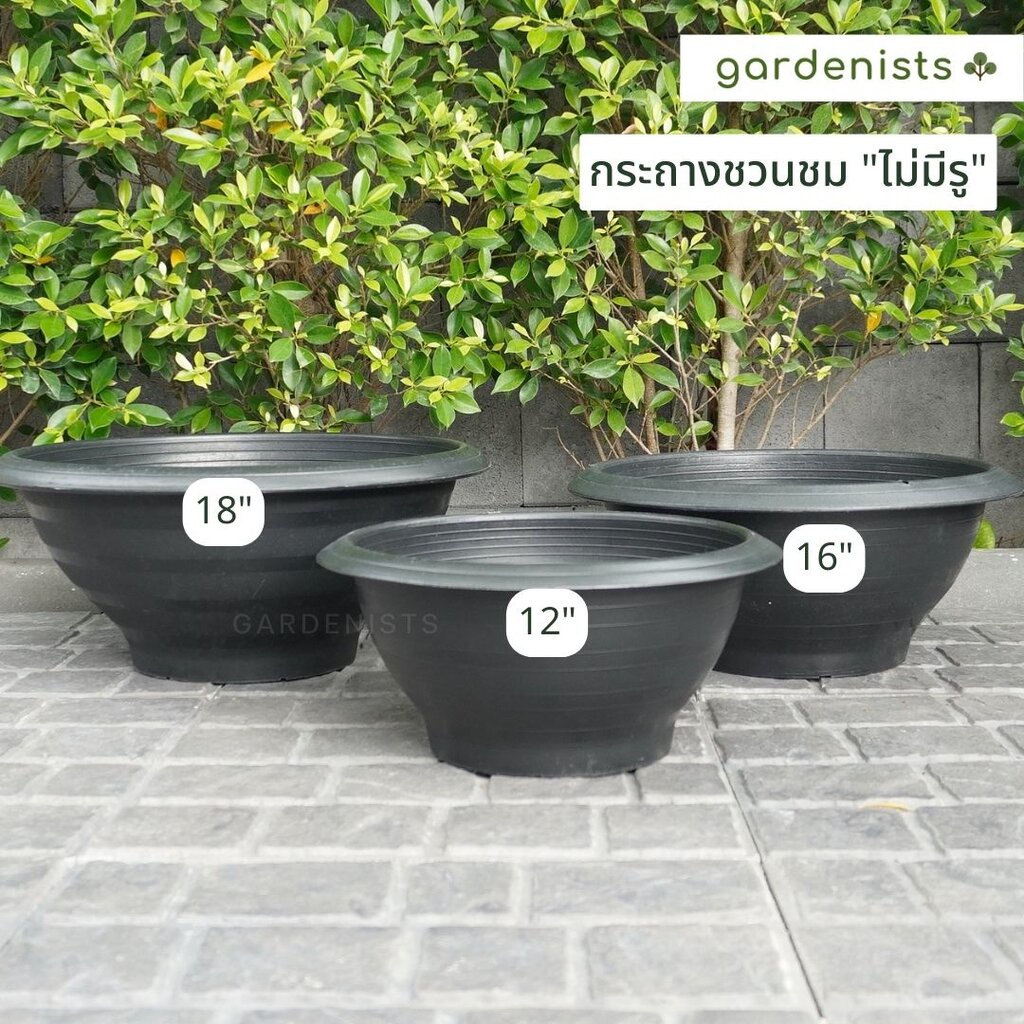 กระถางชวนชม อ่างบัว 12-18 นิ้ว ขายปลีก