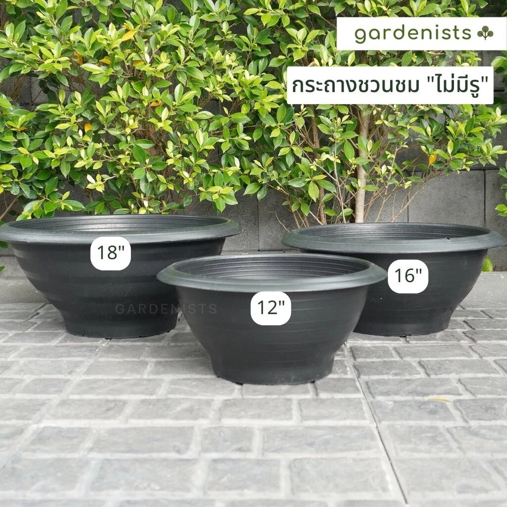 กระถางชวนชม อ่างบัว 12-18 นิ้ว ขายปลีก