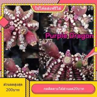 เมล็ด Purple Dragon 1หลอด ได้150เมล็ด+++